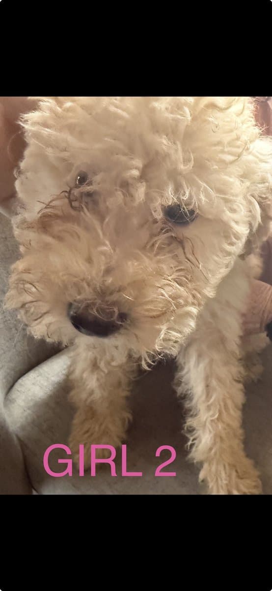 Goldendoodles F1B Hypoallergenic image 15
