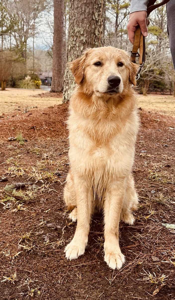 Golden Retriever image 8