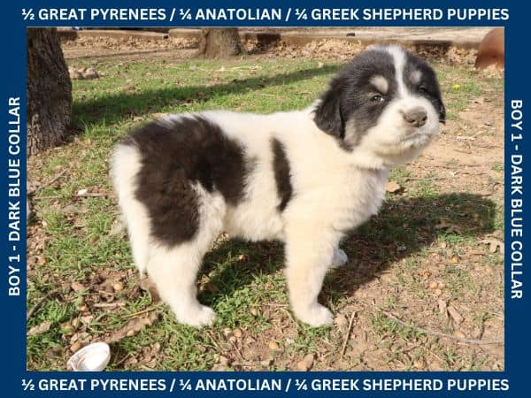 LGD Puppies-Great Pyrenees/Shepherd Mix image 2