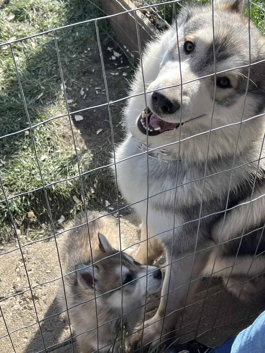 Malamute husky puppies image 3