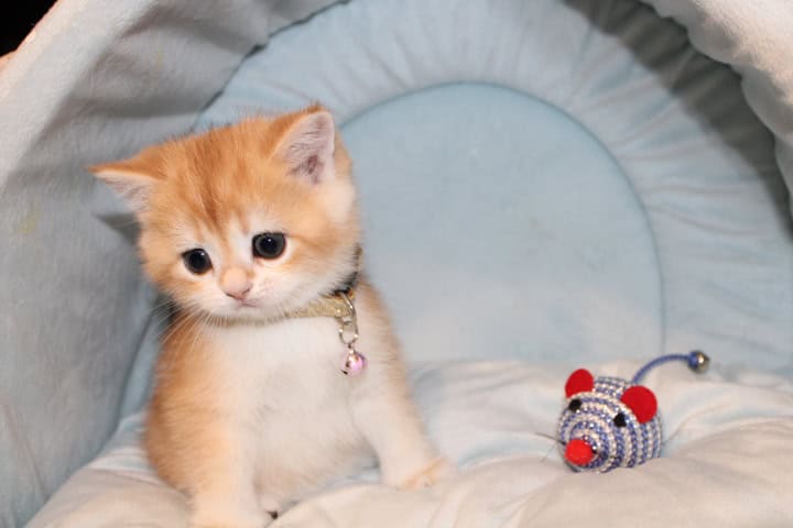 Golden Chinchilla image 1