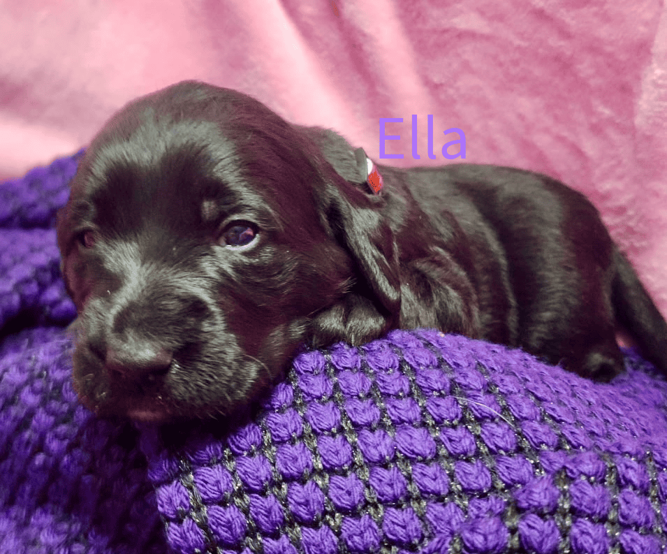 Labradoodle! image 4