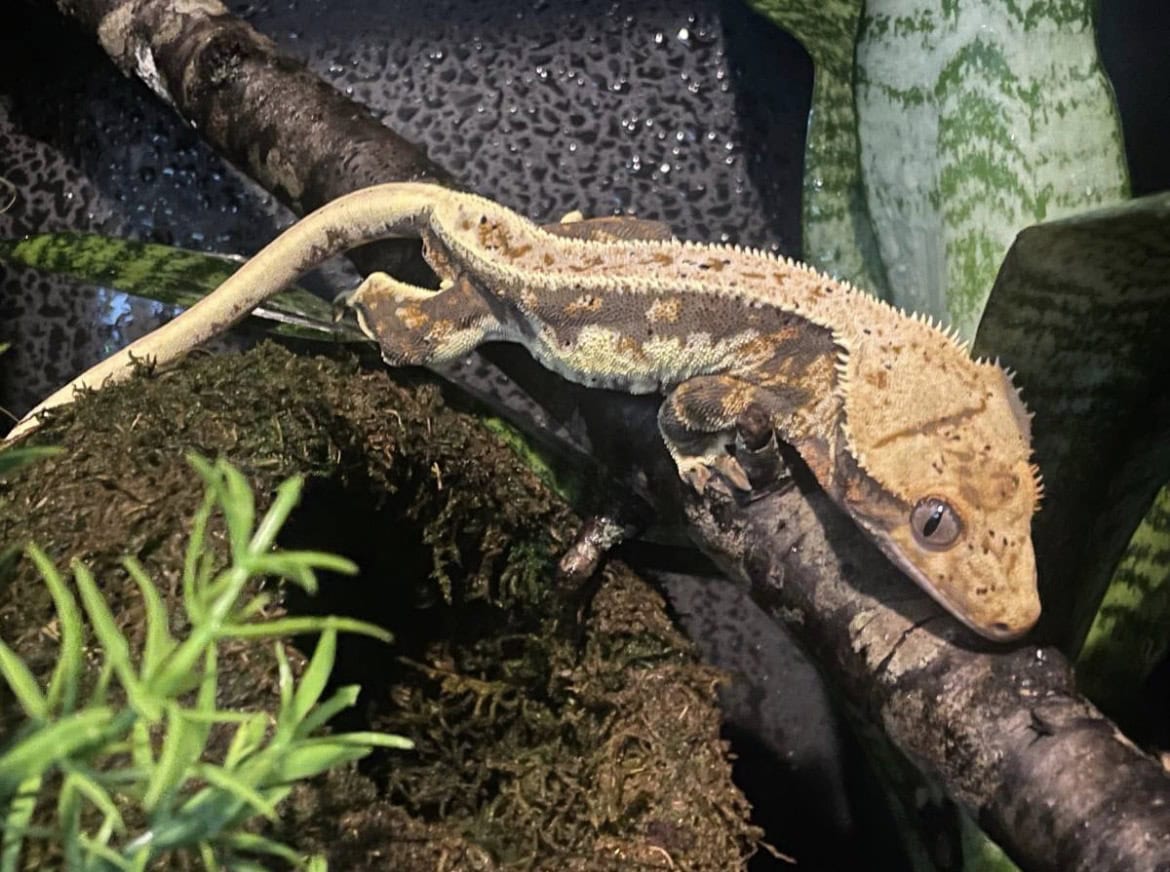 Lily white crested gecko male 39grams image 1
