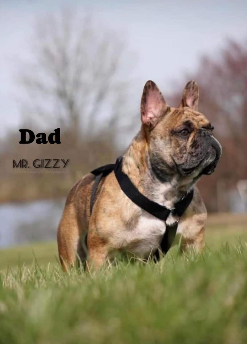 French Bulldog image 3