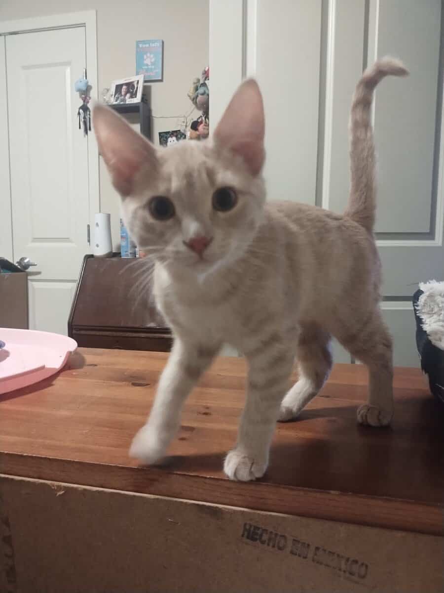 Four kittens need furever homes! image 4