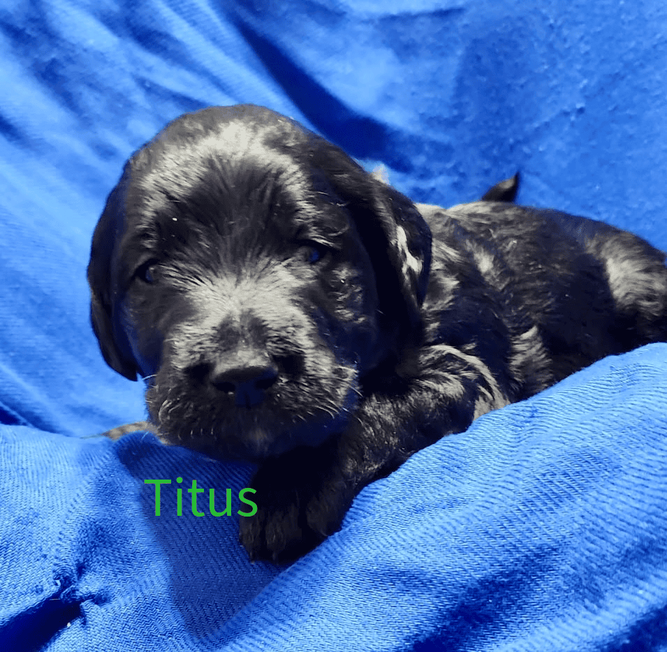 Labradoodle! image 19