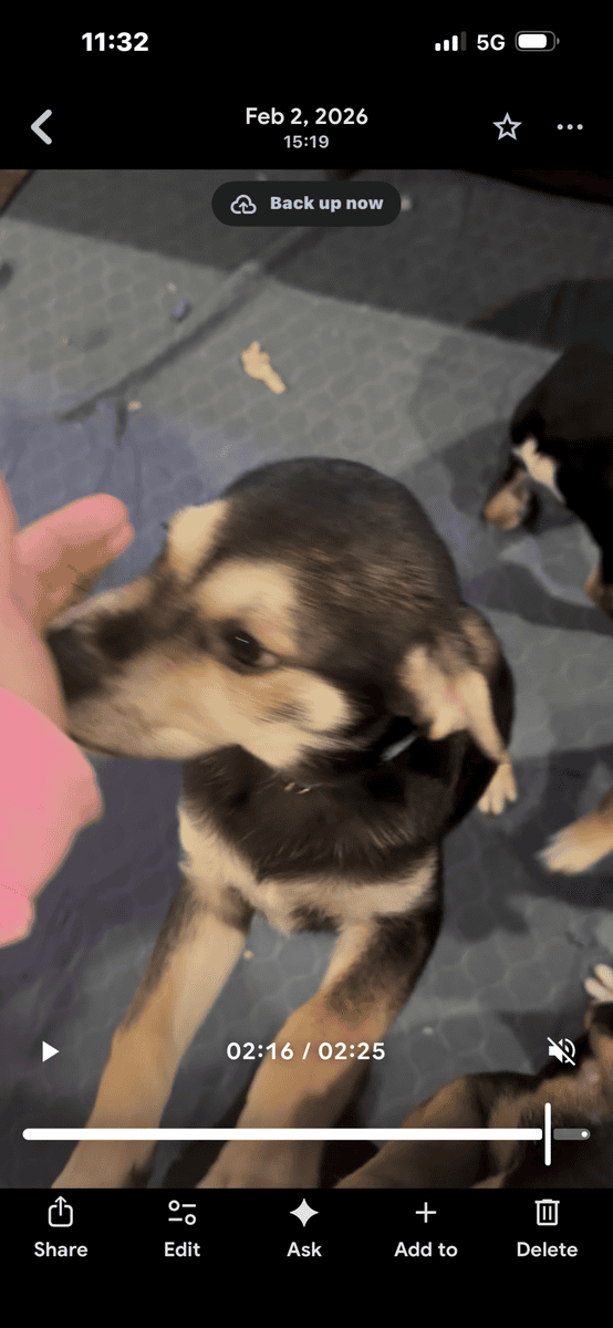 Rottie/Pointer mix puppies-free image 1