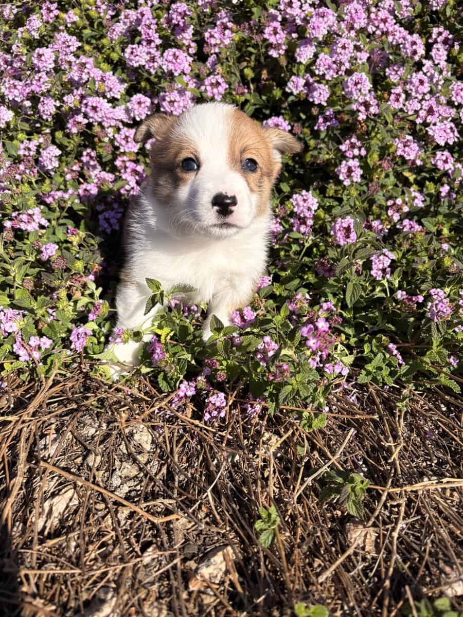 Purebred Pembroke Welsh Puppies image 4