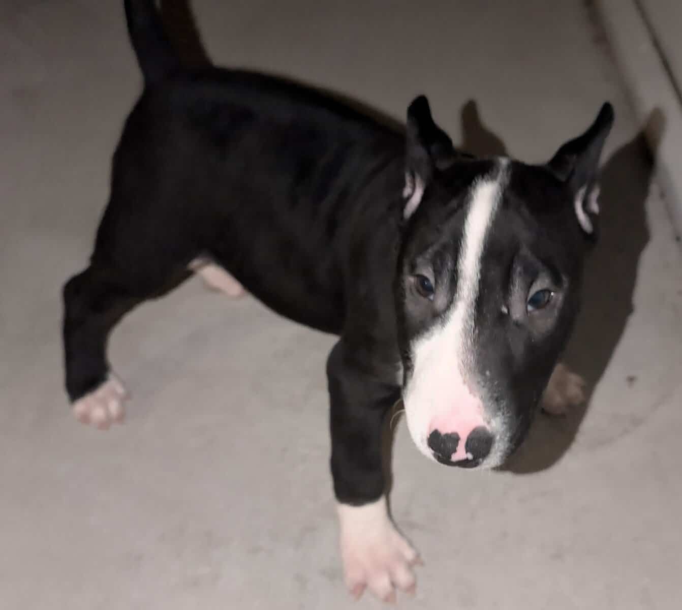 English Bull Terrier Puppy image 1