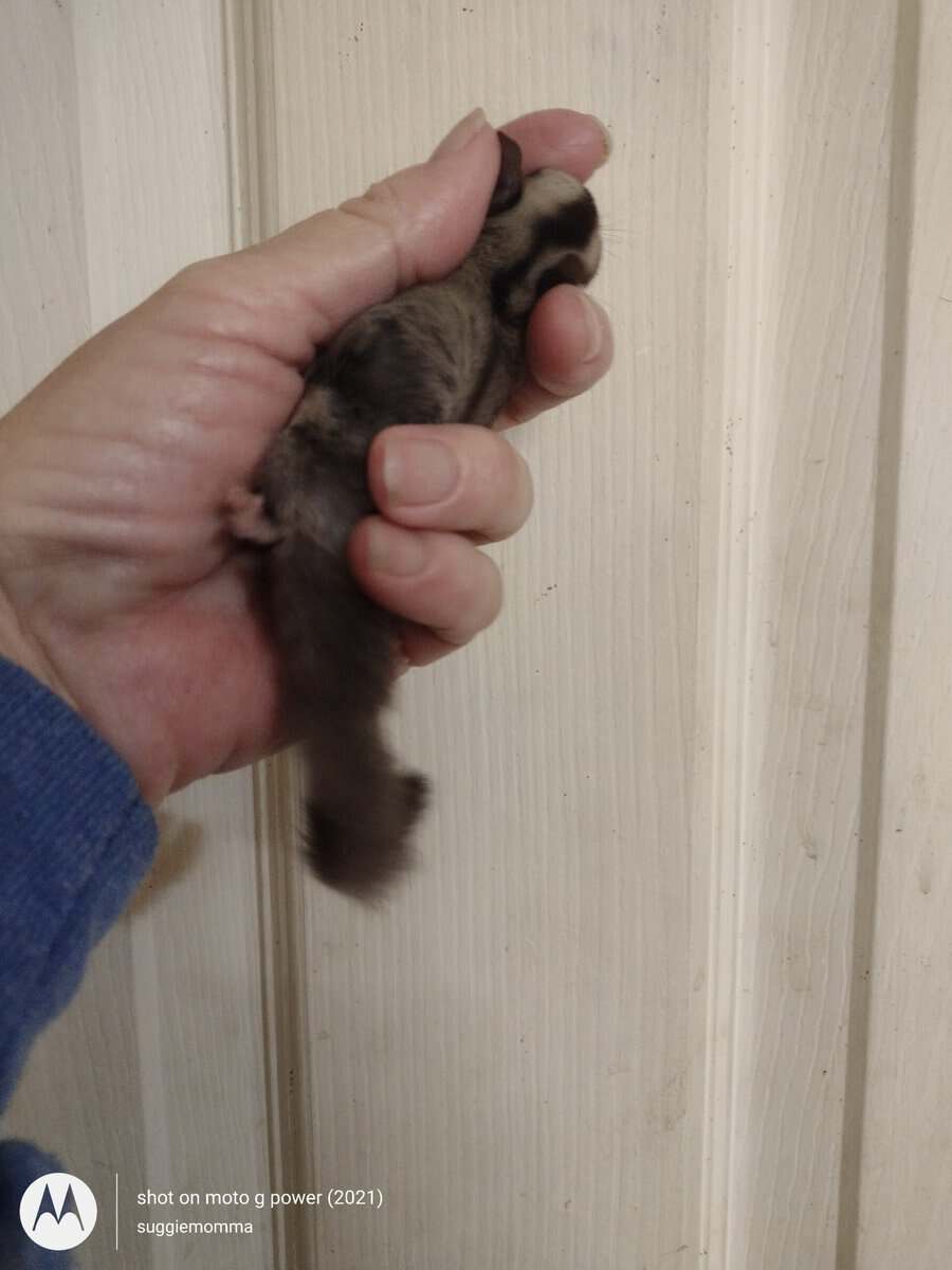 Sugar glider baby girl with lineage image 7