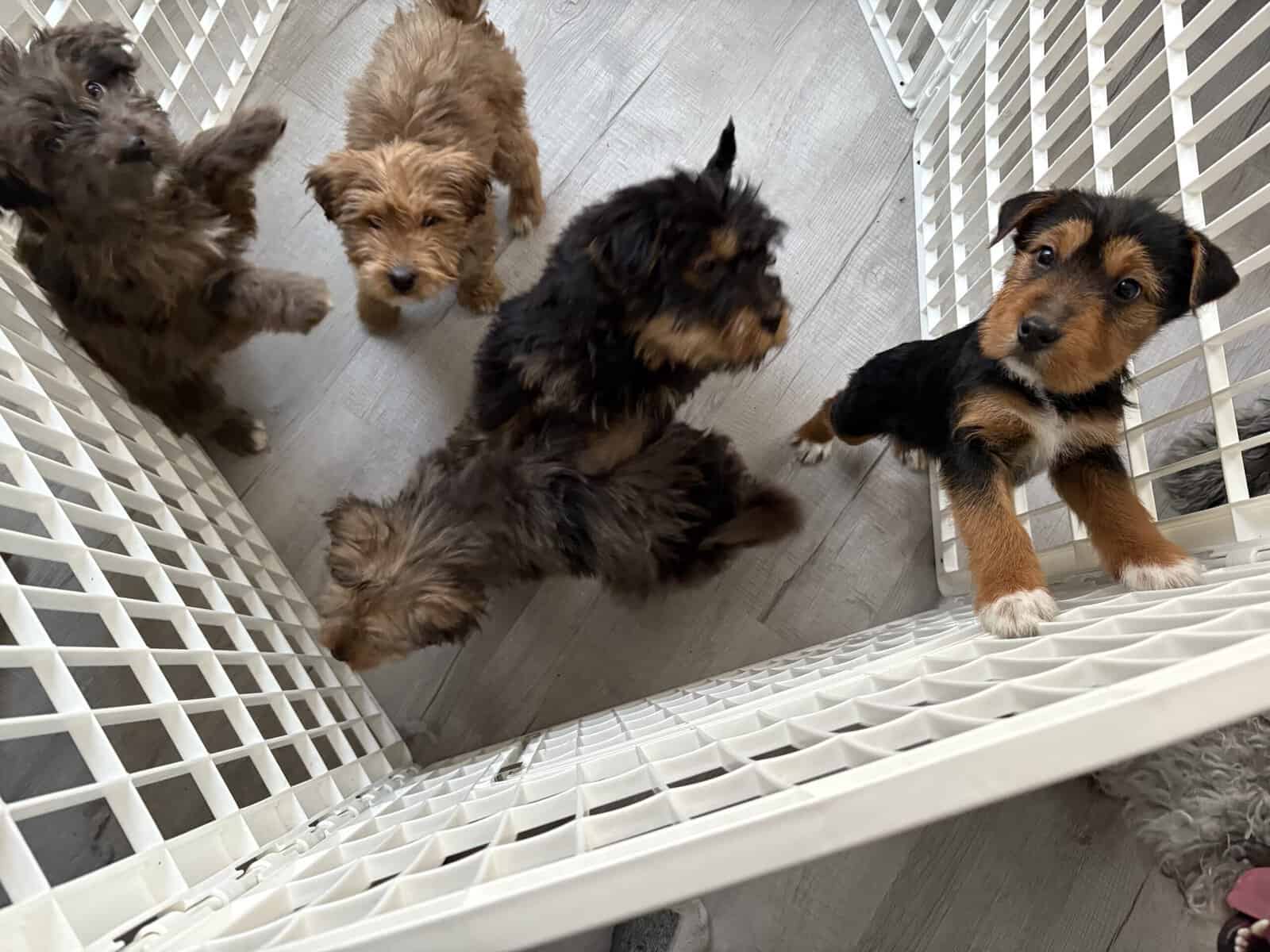 Doodle Puppies image 9