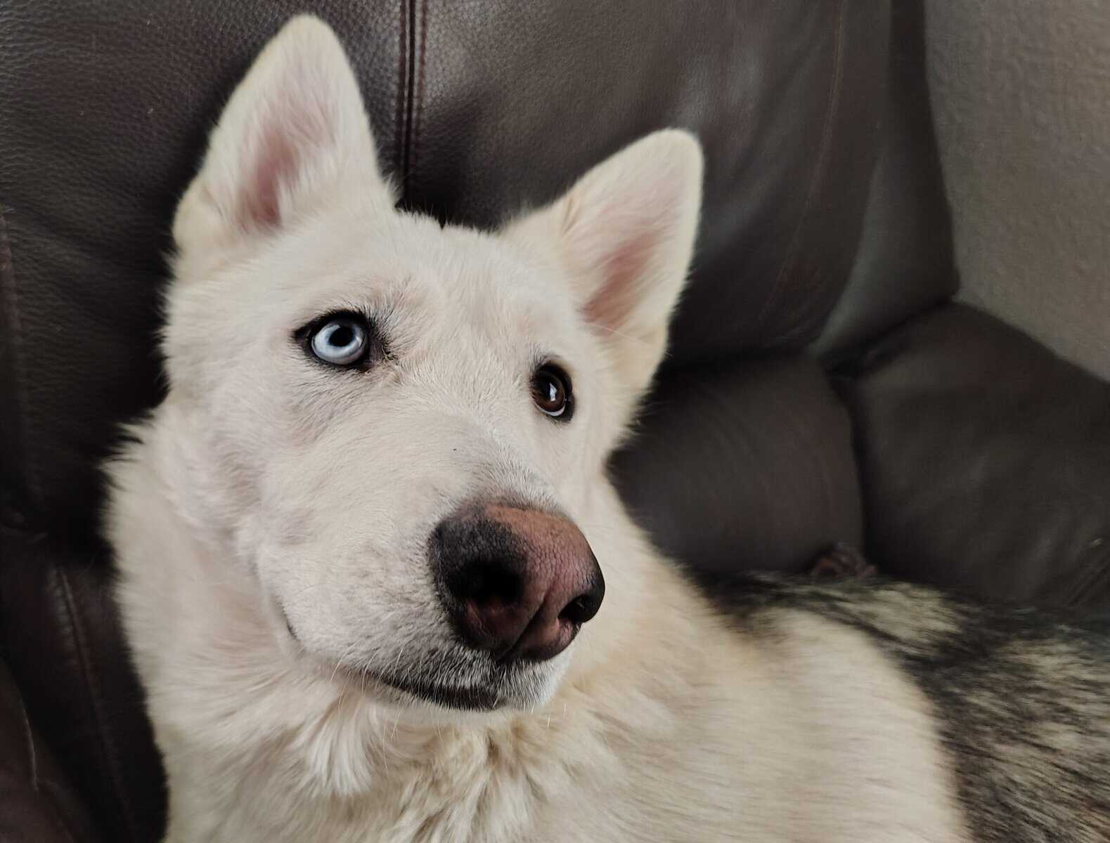 Alaskan Shepherd looking for a forever home image 1