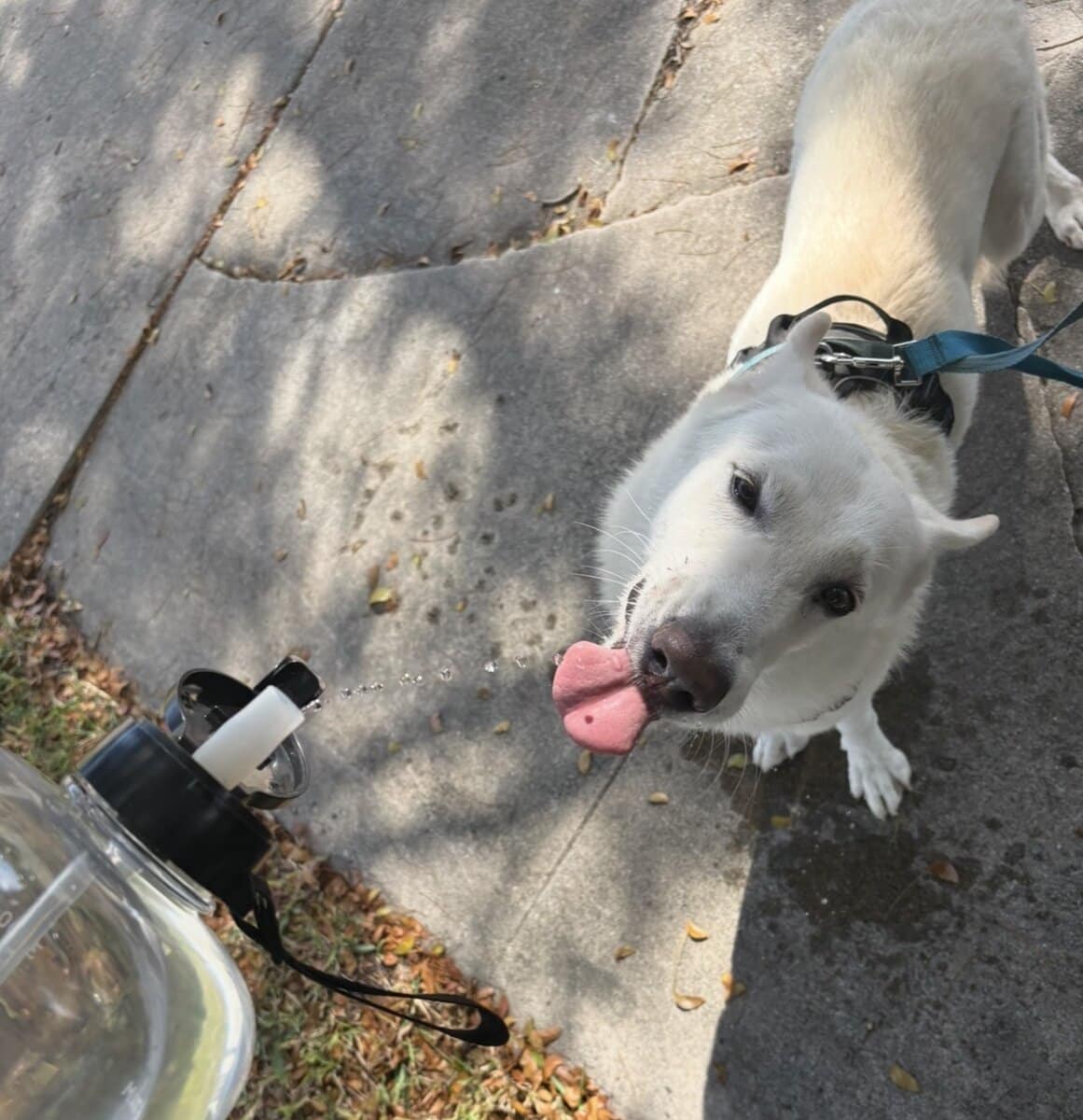 White Swiss Shepherd l image 6