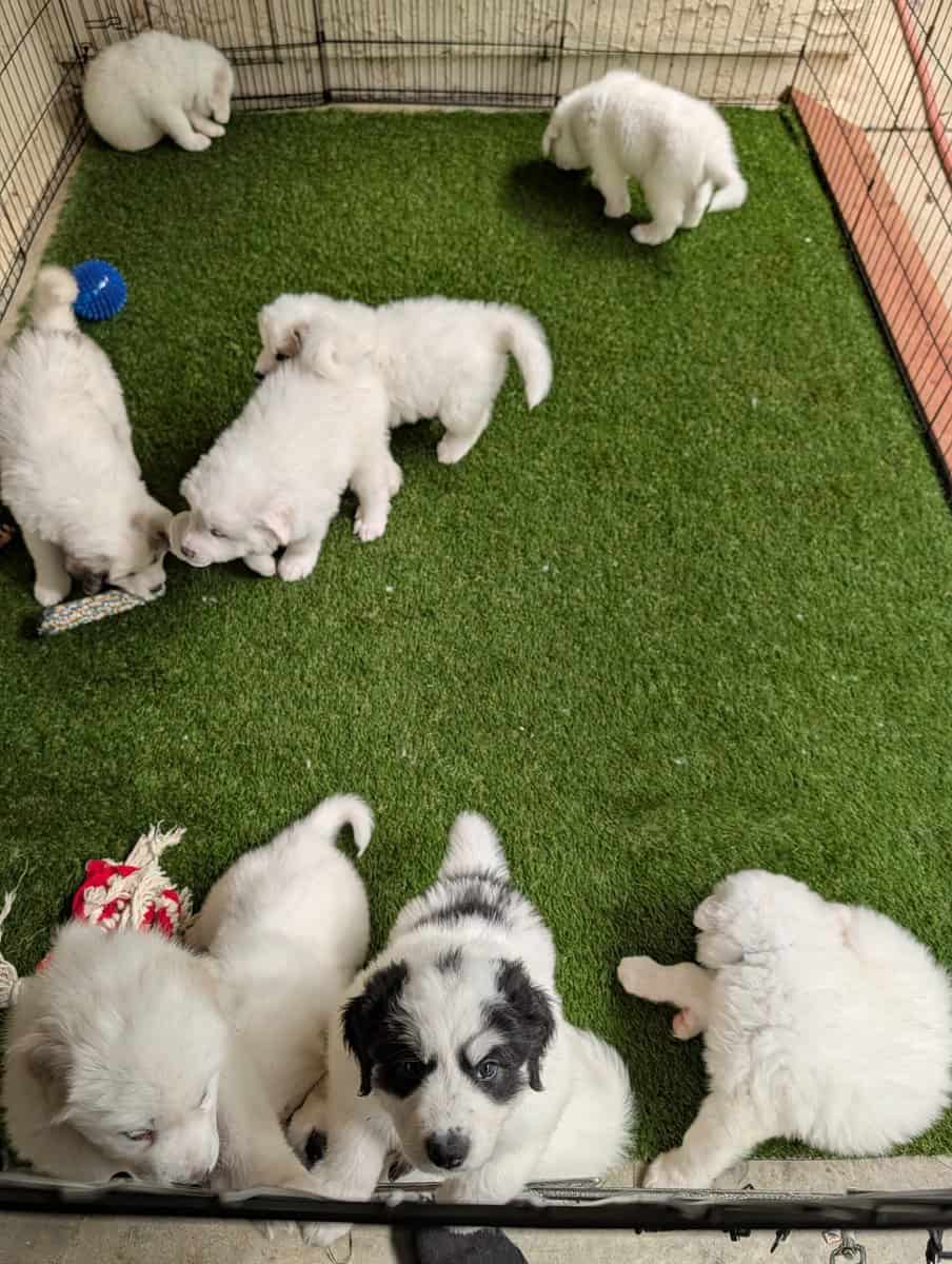 Great Pyrenees Puppies For Sale image 9