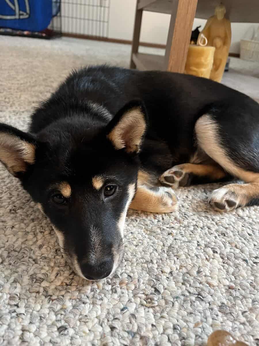 Shiba inu image 1