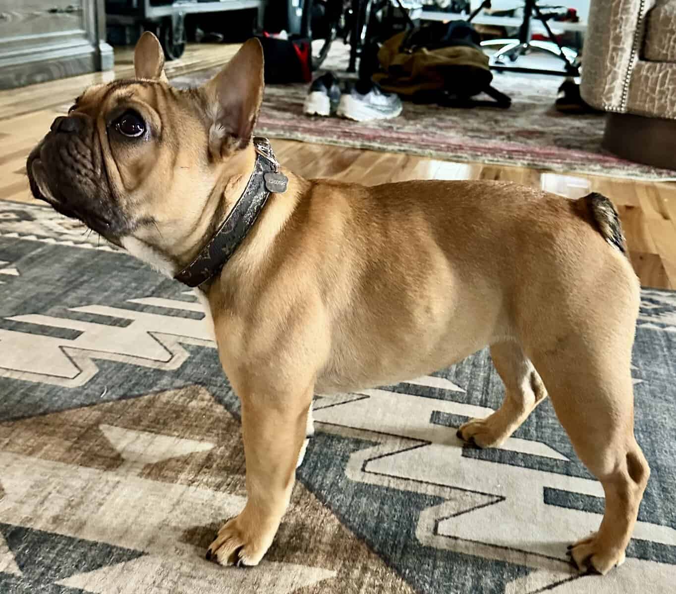 European Champion blood line French bulldog image 4