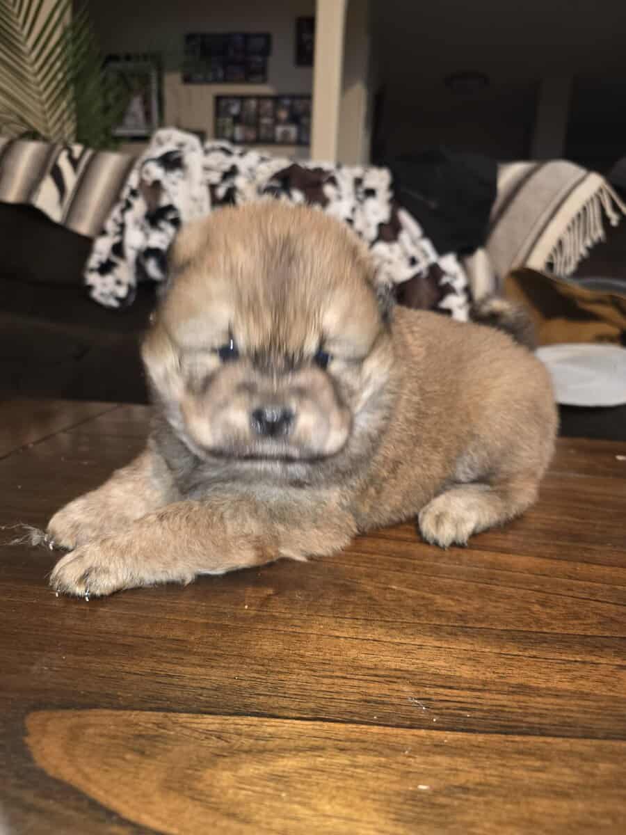 Chow chow puppies image 3