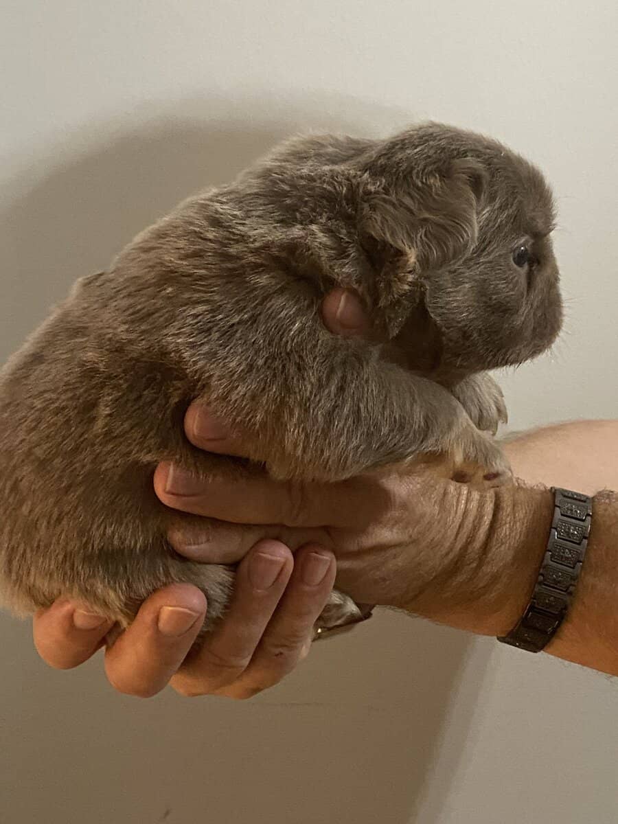 AKC male fluffy pup image 3