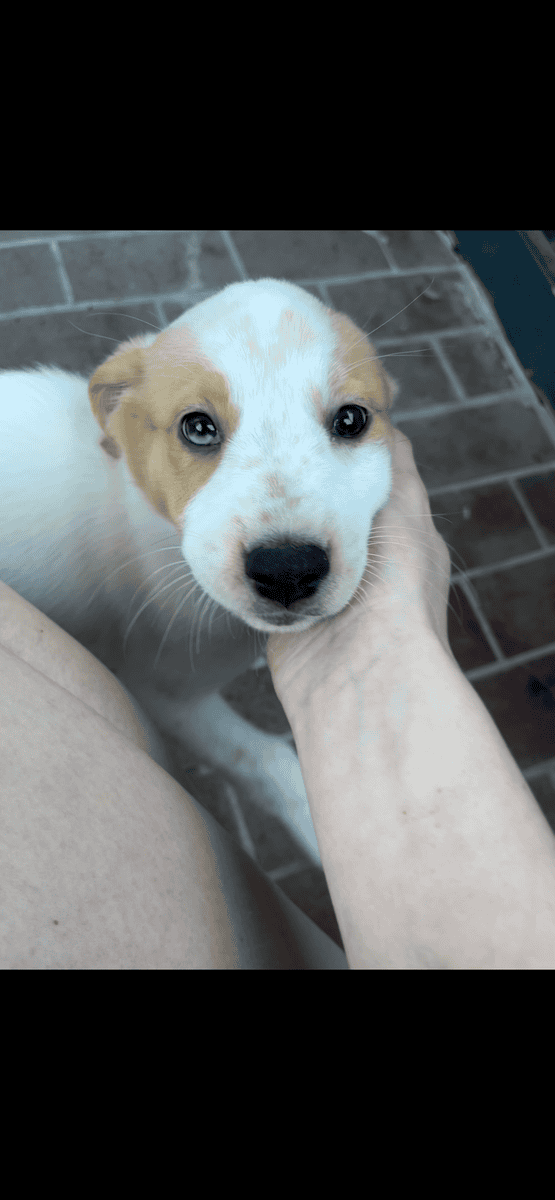 F Australian Shepherd/ Cattle Dog Puppy image 1