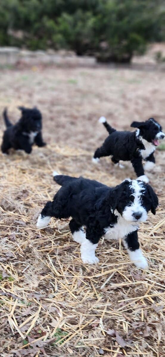 Bernedoodle F1 Puppies image 2