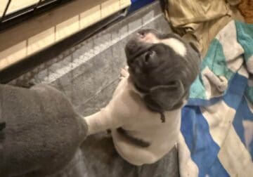 French Bulldogs For Sale Summerville SC