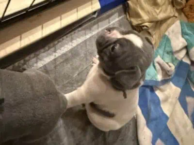 French Bulldogs For Sale Summerville SC