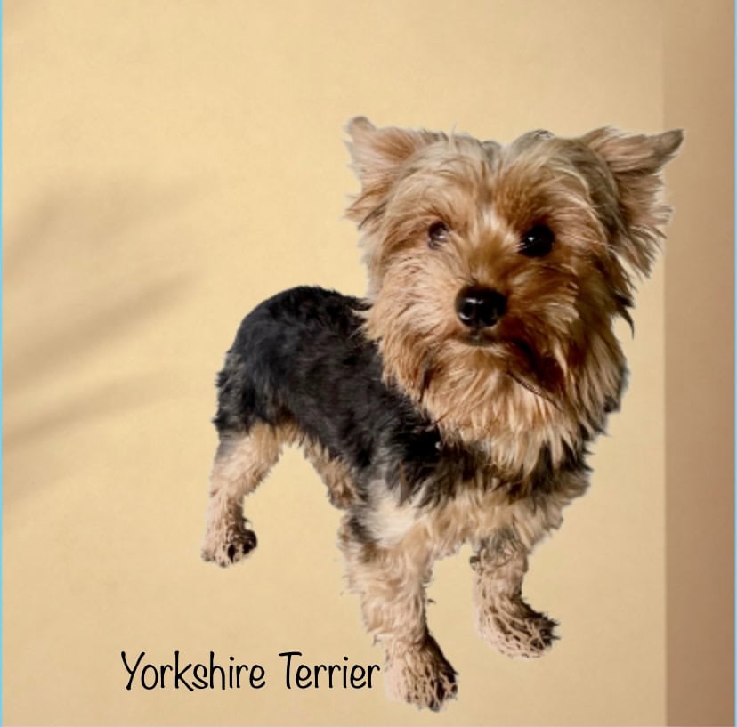 Female Yorkie image 3