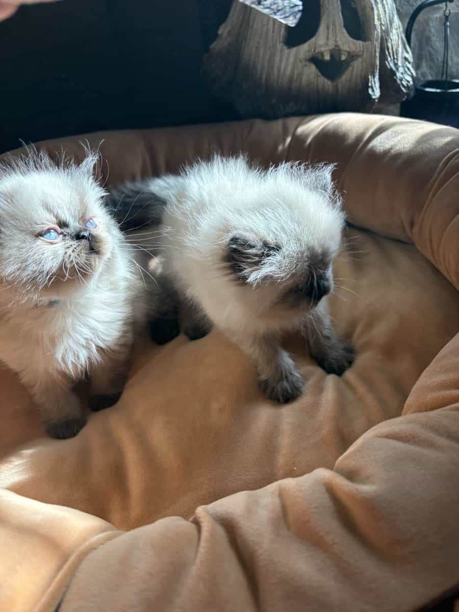 Persian kittens image 4