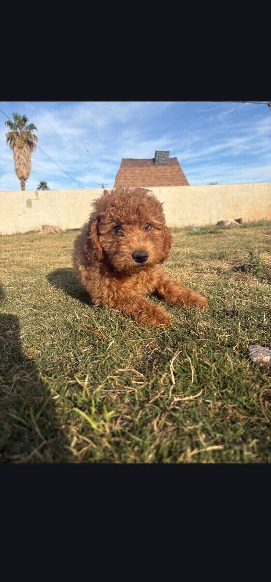 Nori - Home raised Female F1B Goldendoodle image 1