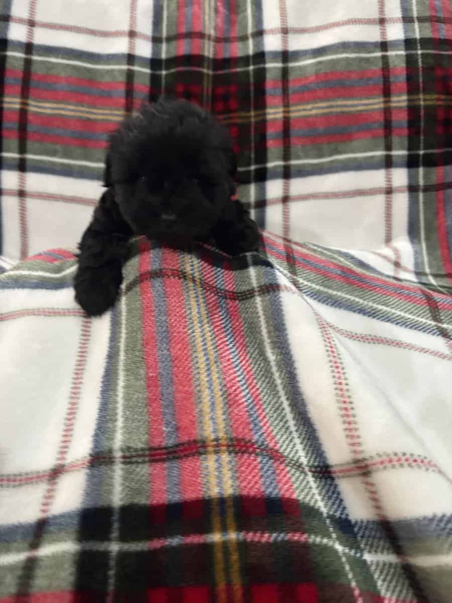 Mini Schnauzer image 10