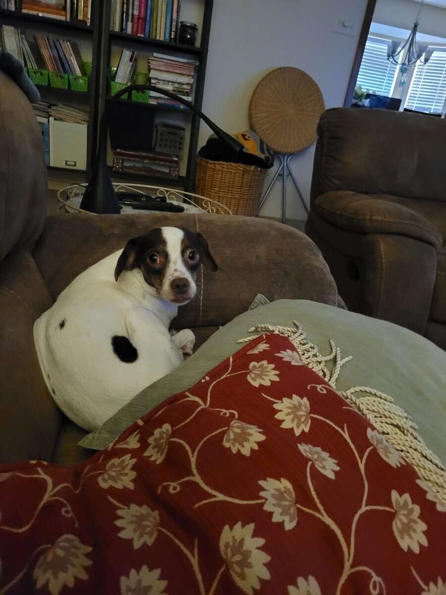Dog for adoption image 1