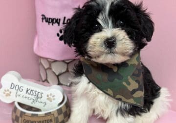 Male Shih-Poo “Cosmo”