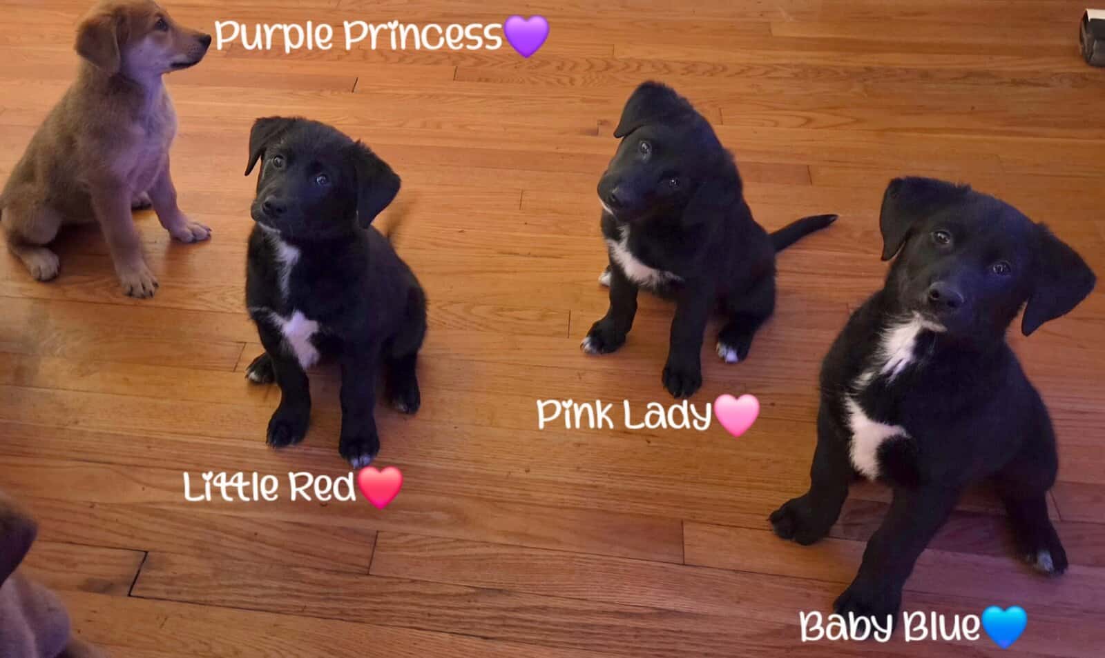 Golden Retriever x Shiba Inu Puppies image 10