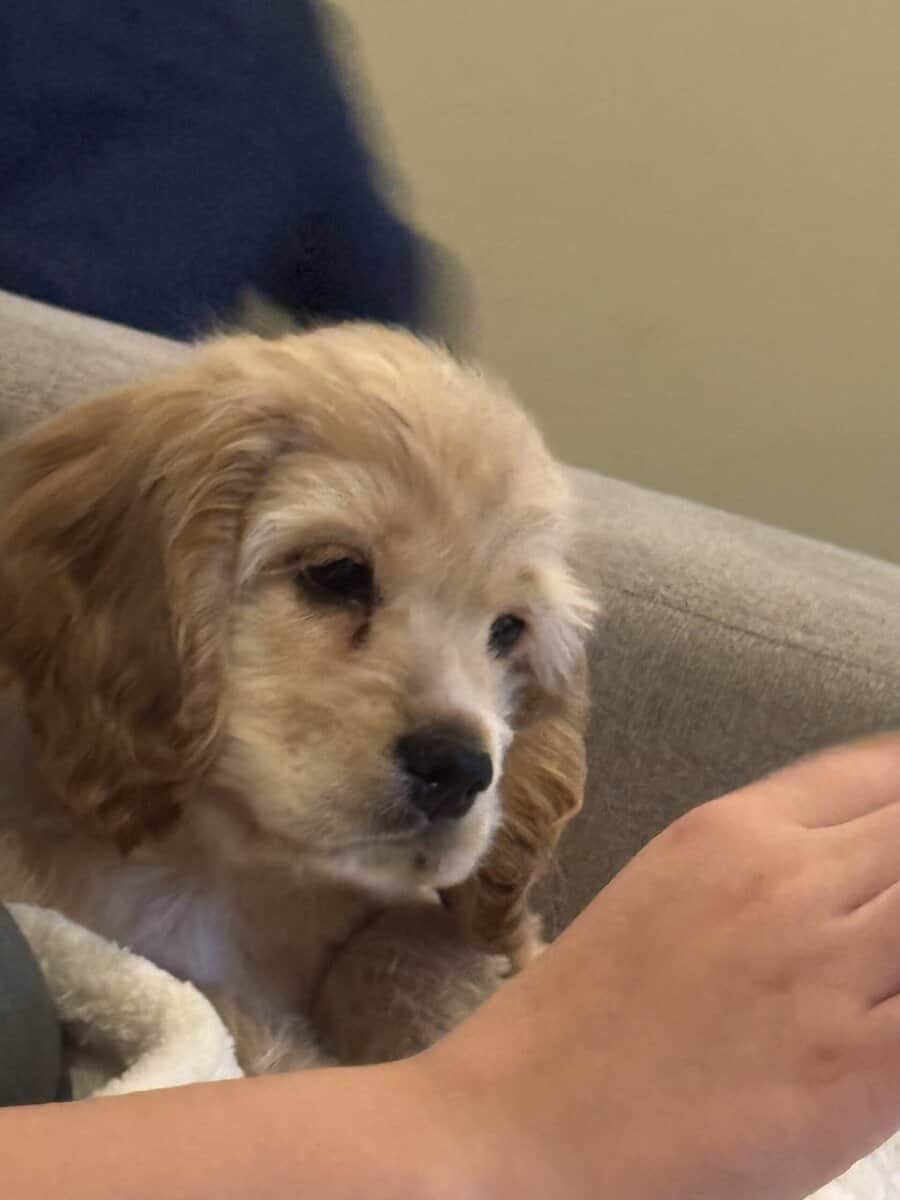 Furever family image 5