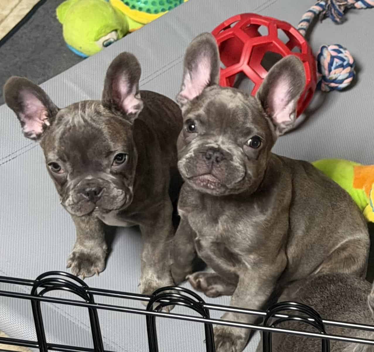 French Bulldog Puppies image 2