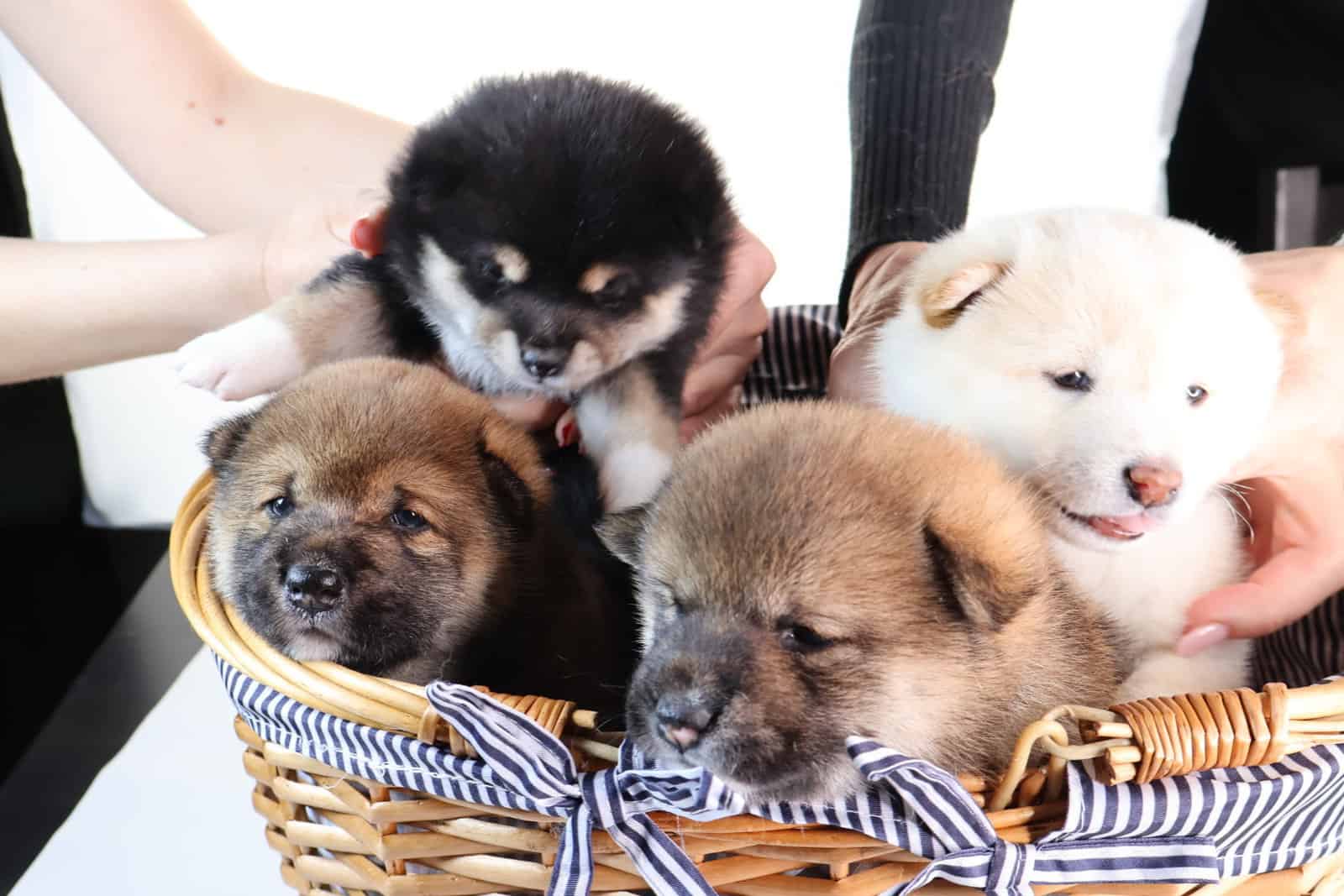 Midnight Pearl, Tuxido Shiba Inu image 11