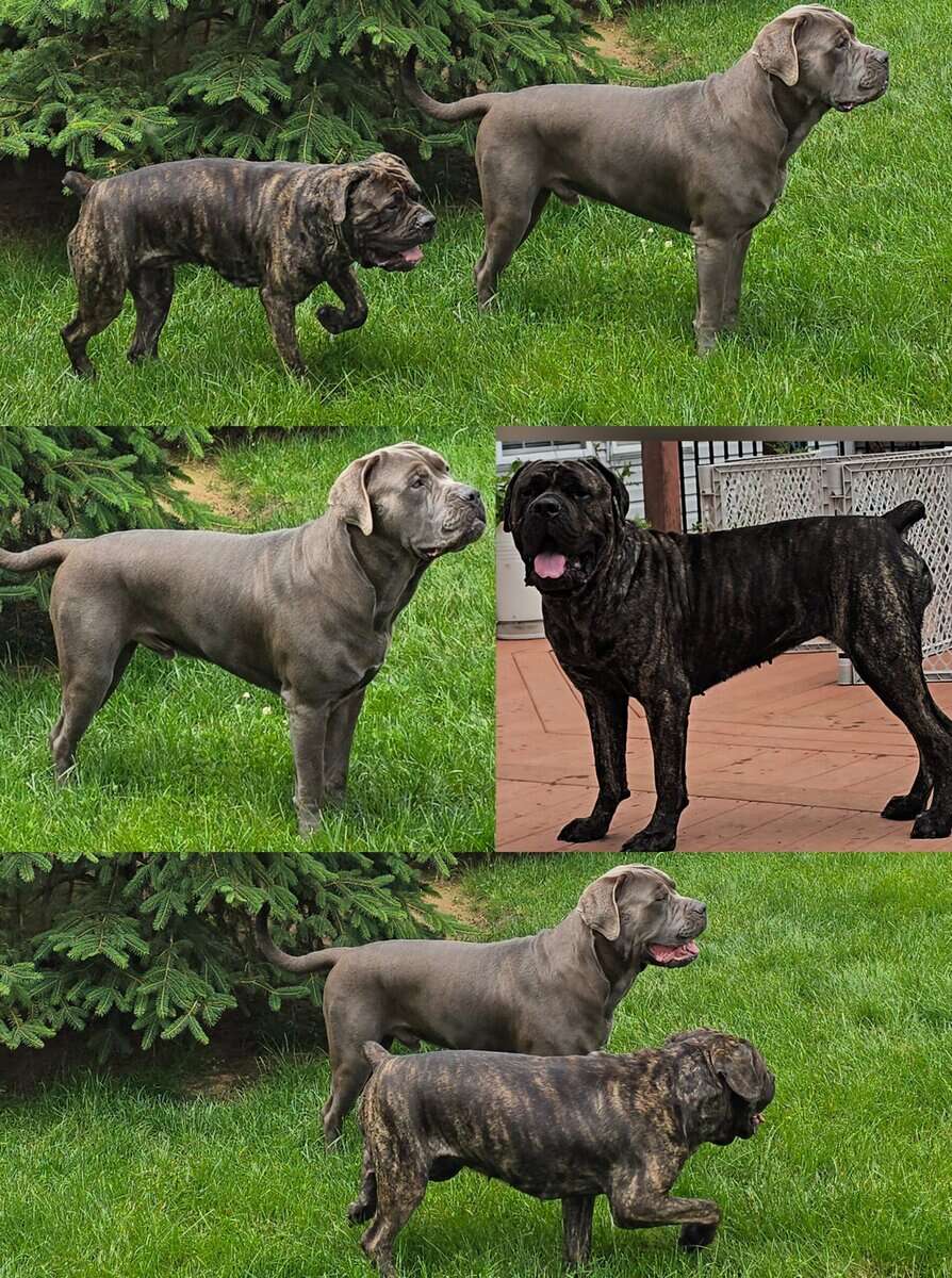American Bandogg Pups image 9
