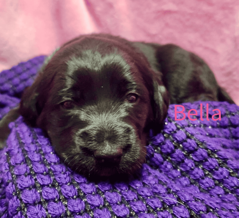 Labradoodle! image 5