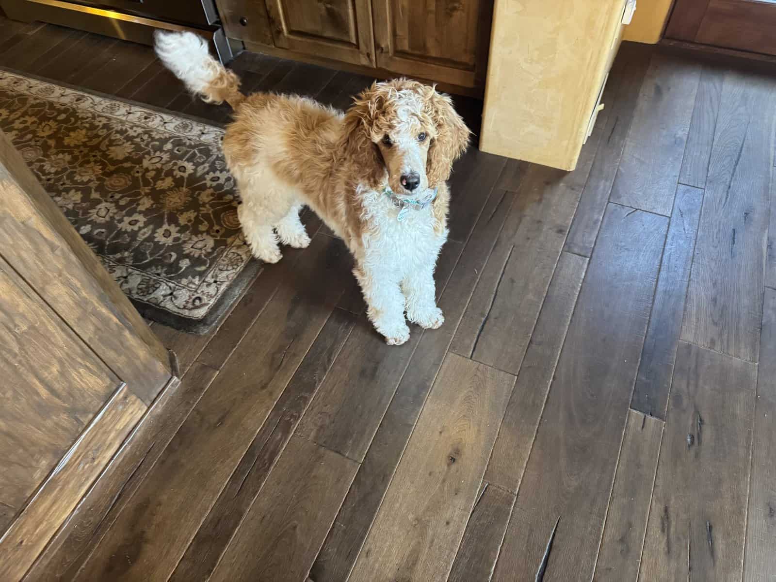 Standard Poodle puppy image 2