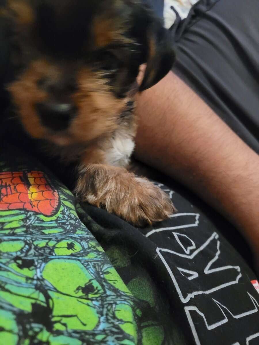 Male Yorkie Puppy image 4