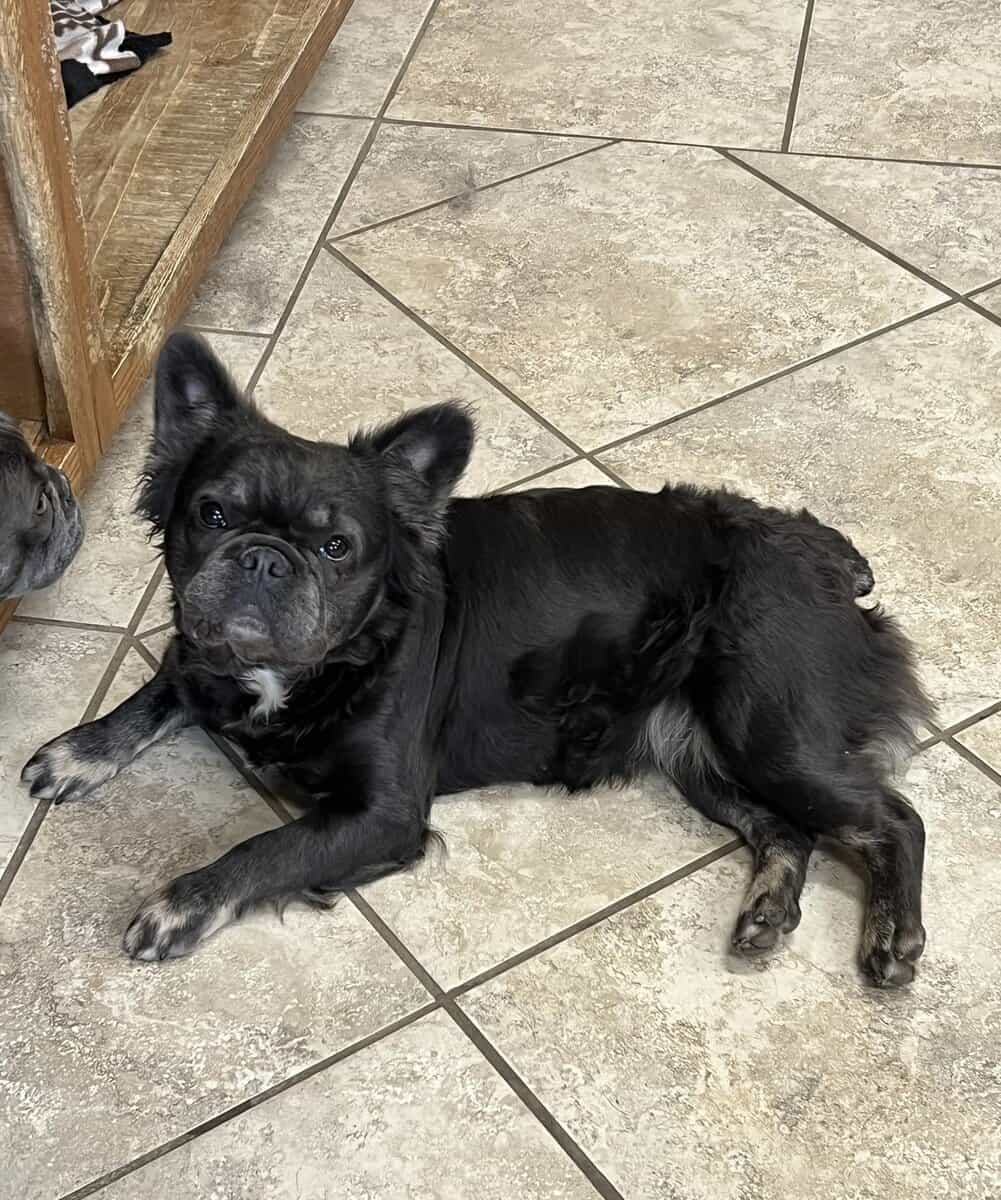 French bulldog image 1