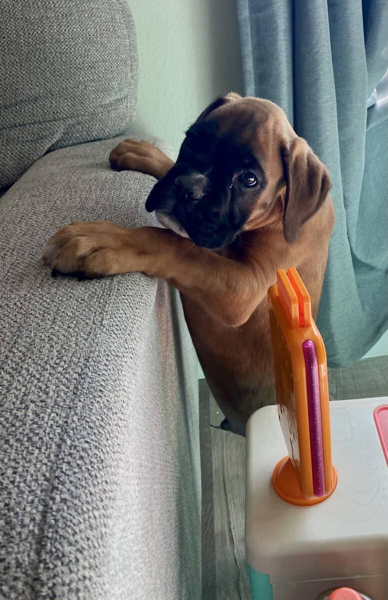 AKC BOXER PUPPY image 6