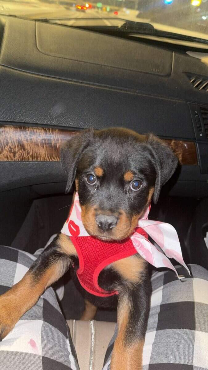 AKC Certified Pedigree Rottweiller image 4