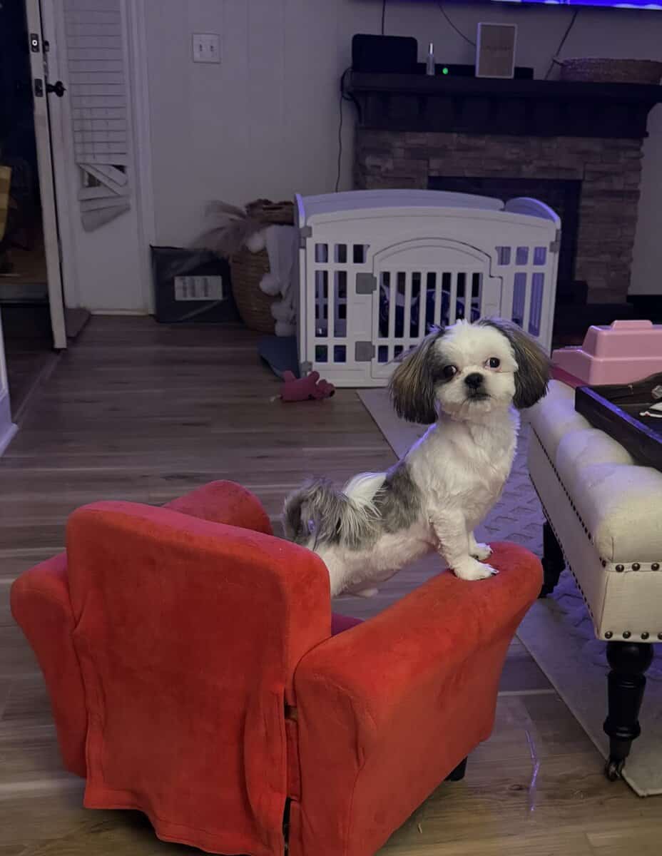 6 Month old Shihtzu image 1