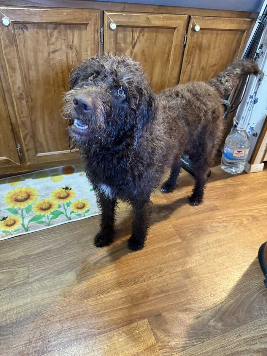Coco, labradoodle, 2 years old image 5
