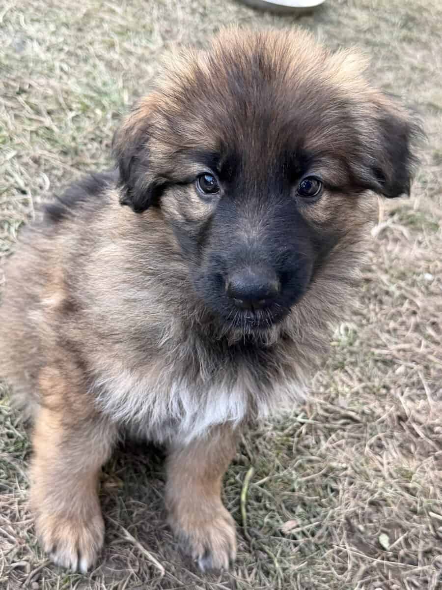 German shepherd puppies image 4