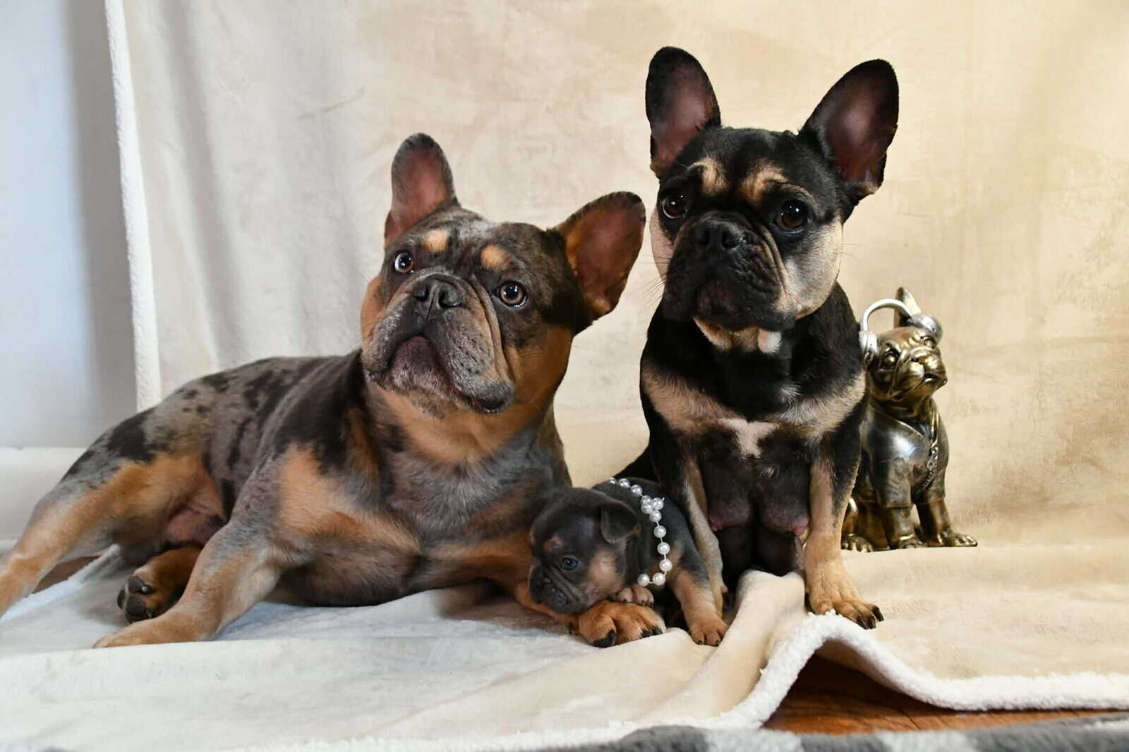 Litter of 6 for Sell - French Bulldogs image 15