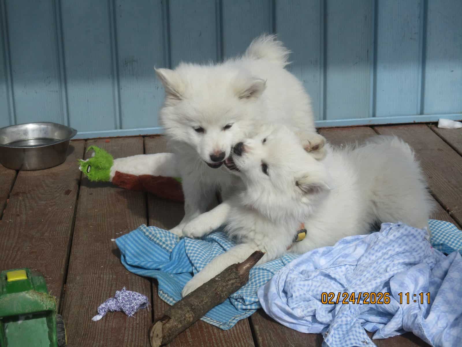 CKC American Eskimo Puppies image 6