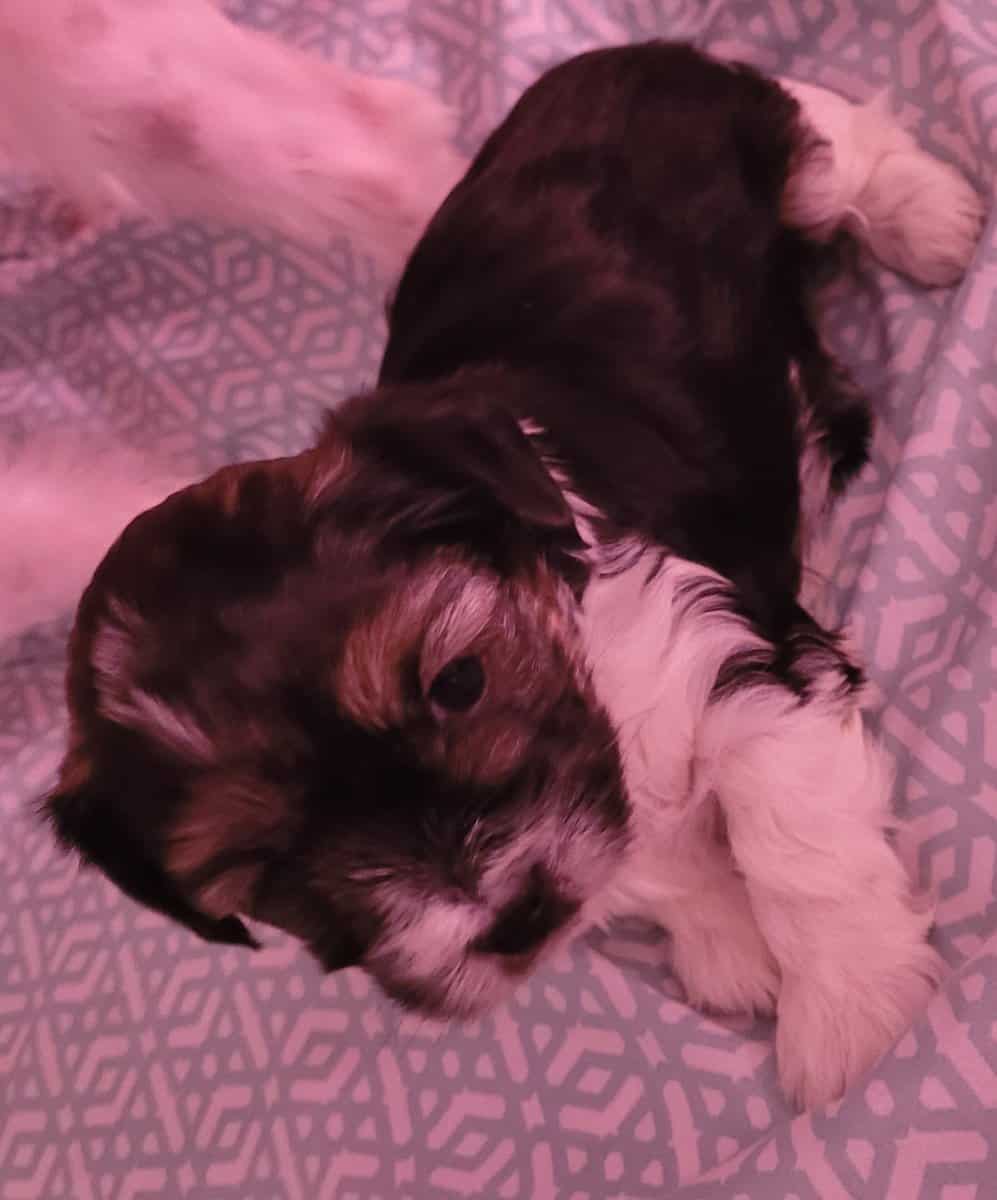 2 male morkies image 4