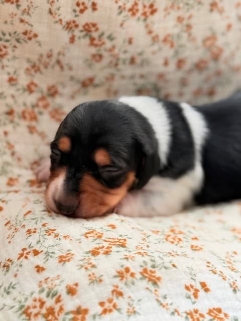 purebred dachshund pups image 3